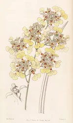 Trichocentrum lacerum